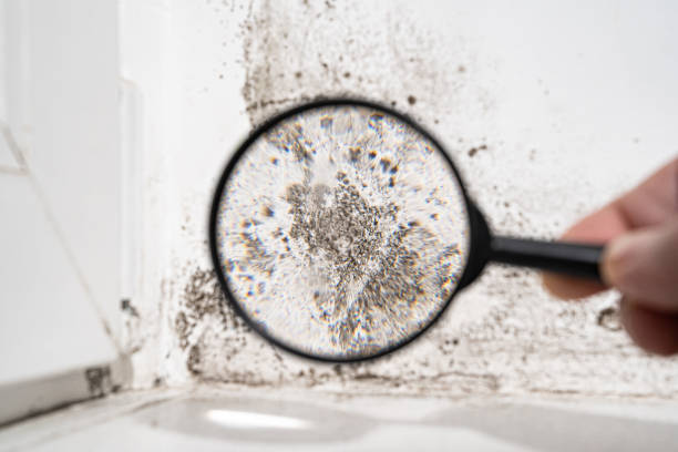 Environmental Consulting for Mold Prevention in El Dorado Hills, CA